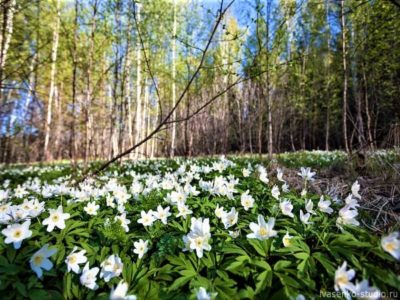 апрель